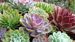 Plant & Garden