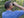 Birder Gang