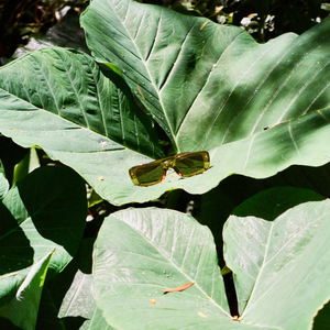 Wavey Dolce Vita Collection